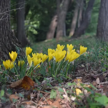 达盖斯顿农家乐 农家乐 Rivignano
