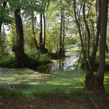 Da Gastone Rivignano